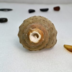 Natural Sankh (Conch Shell)